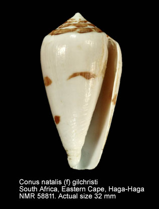 Conus natalis (f) gilchristi.jpg - Conus natalis (f) gilchristiG.B.Sowerby,1903